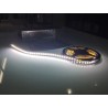 LED 28.8W CW